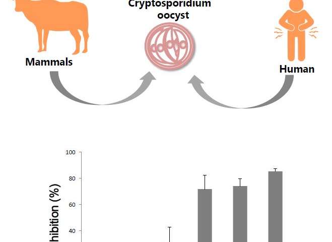 Cryptosporidium infection - Hình ảnh minh họa